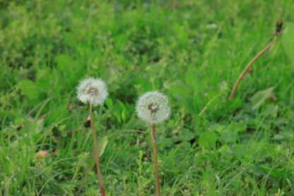_MG_4429.JPG Maslačak na gradskom travnjaku. Taraxacum officinale.