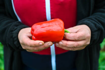 AK1_3173 Farmer drži crvene paprike u ruci. Svježe ubrane paprike. Čovjek bere povrće u stakleniku. Berba organskih paprika. Poljoprivreda.