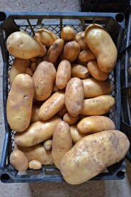 Krompir u plastičnoj gajbi. Krupni plan bijelog krompira.