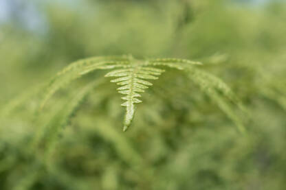 Zeleni list paprati, krupni plan