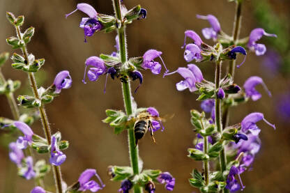 Livadna kadulja (Salvia pratensis). Oprašuju ih i kukci i ptice. Cvjetovi mnogih usnatica sadrže eterična ulja i imaju aromatičan miris.