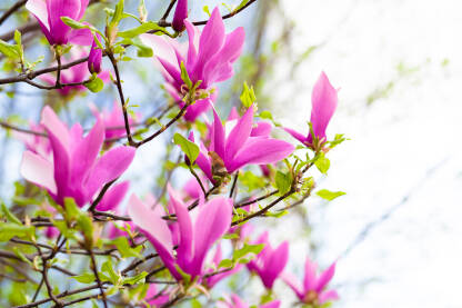 Magnolija Cvijet Magnolija
