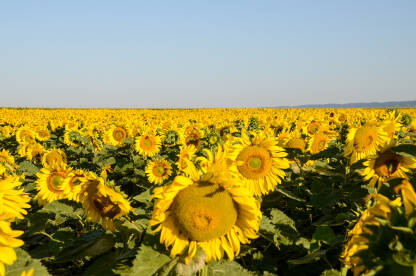 Suncokreti na polju tokom sunčanog ljetnog dana. Žuti cvjetovi suncokreta, krupni plan. Poljoprivreda