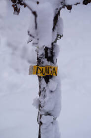 Sadnica dunje Sadnica dunje pod snijegom.