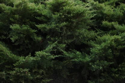 Zeleni zbun Nijanse zelene boje zbuna, fotografija za pozadinu