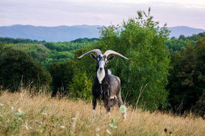 Jarac na ispaši, u pozadini planina Kozara
