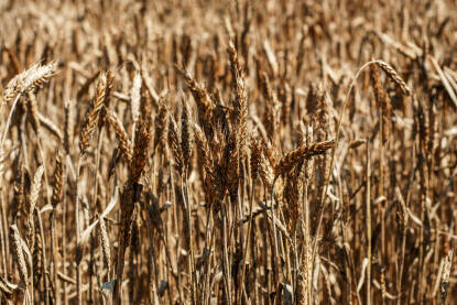 Pšenično polje tokom suše Pšenično polje tokom suše. Suha klima je uništila usjeve i žetvu. Uvelo žito na njivi u ljeto. Klimatske promjene i globalno zagrijavanje.