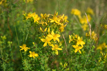 Svijetlo žuti cvijet kantariona raste na planinskoj padini. Gospina trava, lat. Hypericum perforatum.