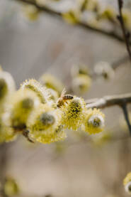 Pčela na cvatu drveta