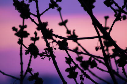 Mistika Fotografije nastale 2020. godine za vrijeme izolacije sa prozora garsonjere na Skenderiji i dio su serijala Purple.