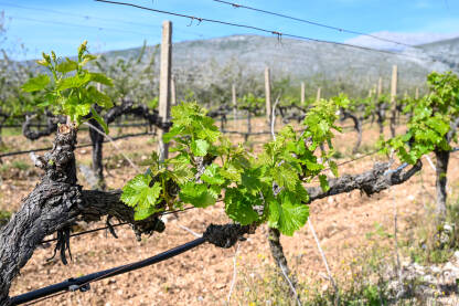 Mlado zeleno lišće na vinovoj lozi u vinogradu. Mlado zeleno lišće na vinovoj lozi u vinogradu. Krupni plan listova vinove loze u proljeće. Čokoti vinove loze u nizu.