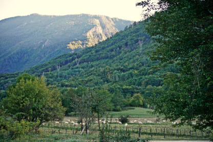 Ovce pasu na strnjištu na visoravni Borci iznad Boračkog Jezera.