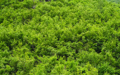 Mlado zeleno lišće na drveću. Šuma u rano proljeće.