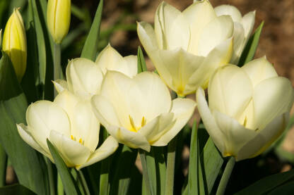 20170331-_DSC0002 Bijeli tulipani