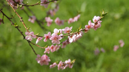 Behar Rozi behar japanske trešnje u krupnom planu.