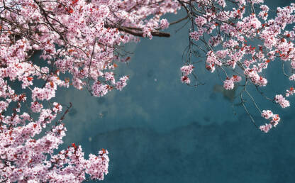 Cvijet japanske trešnje sa tirkiznom pozadinom.