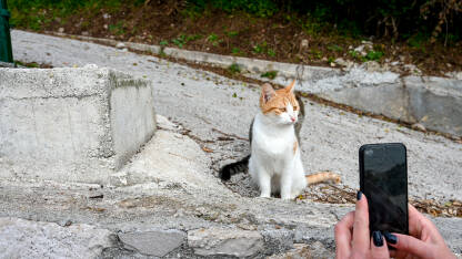 Djevojka fotografiše ulične mačke. Djevojka mobilnim telefonom fotografiše ulične mačke.