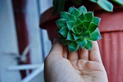 Čuvarkuća-ljekovita biljka u ruci.