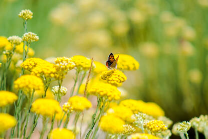 Smilje Smilje (smilj, smilika, lat. Helichrysum), veliki rod jednogodišnjeg raslinja, trajnica, polugrmova i grmova iz porodice glavočika.