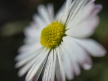 Proljetni cvijet tratinčice