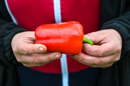Svježe ubrane paprike Farmer drži crvene paprike u ruci. Svježe ubrane paprike. Poljoprivrednik bere povrće u stakleniku. Berba organskih paprika. Poljoprivreda.