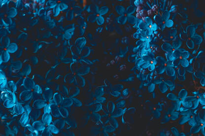 Krupni plan plavog jorgovana s jasno vidljivim sitnim cvjetićima.Plavo-ljubičastim tonovima koji prelaze iz svjetlijih u tamnije nijanse.