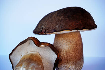 Dva gljive na neutralnoj pozadini. Vrganji.