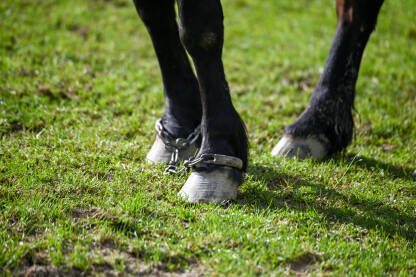Okovi i lanci na nogama konja. Okovan konj.