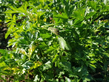 Gusjenica lastin rep na lišću peršuna Gusjenica lastinog repka hrani se, između ostalog, lišćem i sokom peršuna. Zelene je boje, sa crnim šarama i narandžastim tačkama. Nakon ove faze, slijedi čaurenje, a iz čaure izlazi mladi leptir.