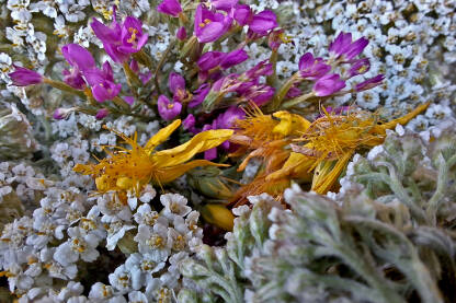 Cvijetovi ljekovitog bilja u pripremi za sušenje. Kunica(lat. Achillea millefolium), Kičica (lat. Centaurium erythraea) i Gospina trava ili kantarion (Hypericum perforatum)