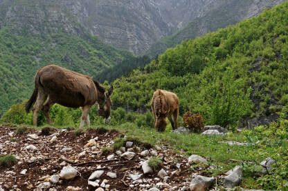 Dva magareta stoje na livadi i pasu travu