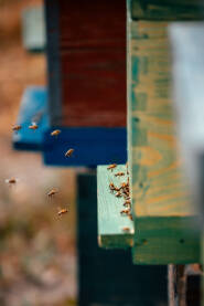 Pčele ulaze u košnicu