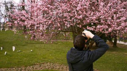 Japanska trešnja Čovjek koji fotografiše drvo japanske trešnje