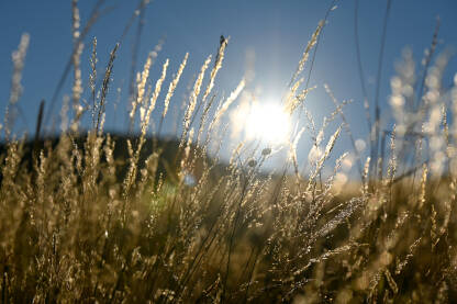Suha trava sija na sunčevoj svjetlosti. Suhe slamke trave na vjetru u planini pri zalasku sunca. Slamke trave sa suncem u pozadini.