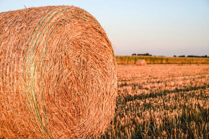 Bale sijena u polju Bale sijena u polju. Bale ili koluti sijena na poljoprivrednom zemljištu.