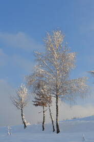 Breze prekrivene snijegom, popodnevna šetnja u prirodi