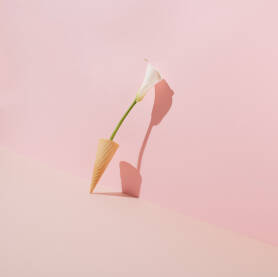 Cvijet bijele kale u kornetu za sladoled naslonjen na ružičasti zid.