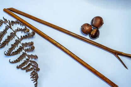 Osušena paprat, list i stablo, plod kestenai hrasta na svijetloplavoj podlozi sa praznim prostorom