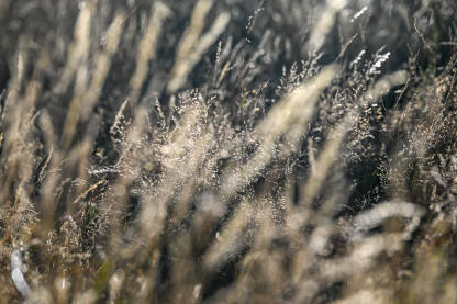 Trava sija na sunčevoj svjetlosti. Suhe slamke trave na vjetru na planini pri zalasku sunca. Slamke trave sa suncem u pozadini.