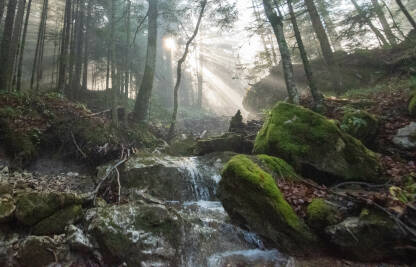 Sunce i potok u šumi Sunce i potok u šumi.
