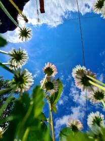 Pogled na nebo iz trave