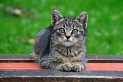 Mačka na klupi. Sivo mače leži na drvenoj klupi.