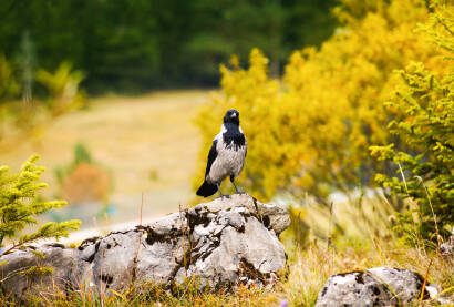Vrana stoji na kamenu u prirodi.