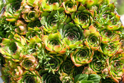 Čuvarkuća u saksiji Čuvarkuća ispred kuće. Sempervivum Tectorum.