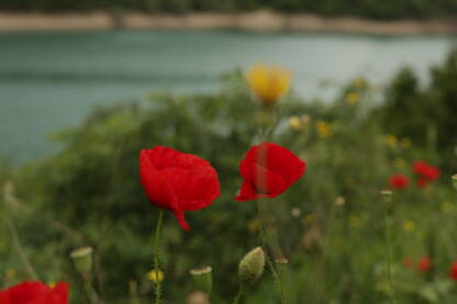 Cvijeće pored rijeke
