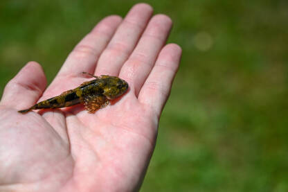 Riba peš na ruci ribara. Čovjek drži ribu u ruci.