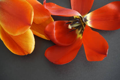 Tulipani-Lale Tulipani-Lale, prolećno cvijeće divnih boja
Podloga.