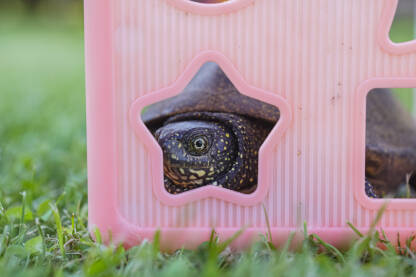 Kornjača, riječna mala kornjača, kornjača i igra