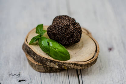 Crni tartuf Tuber melanosporum (crni tartuf)
T. aestivium (crni tartuf)
T. borchii (bijeli tartuf)