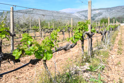 Mlado zeleno lišće na vinovoj lozi u vinogradu. Mlado zeleno lišće na vinovoj lozi u vinogradu. Krupni plan listova vinove loze u proljeće. Čokoti vinove loze u nizu.